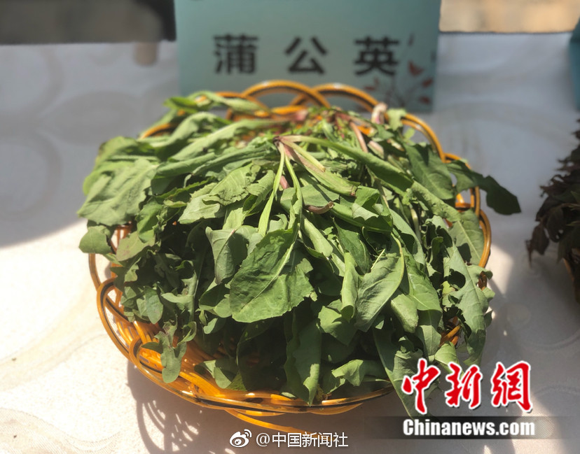 【扬子晚报】挖野菜如何才能不认错？去植物园“上上课”吧