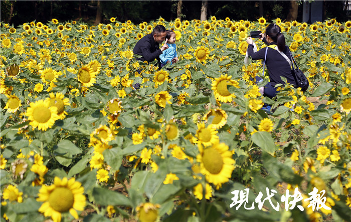 【现代快报】今天南京中山植物园90岁啦！园庆科普大餐等你来