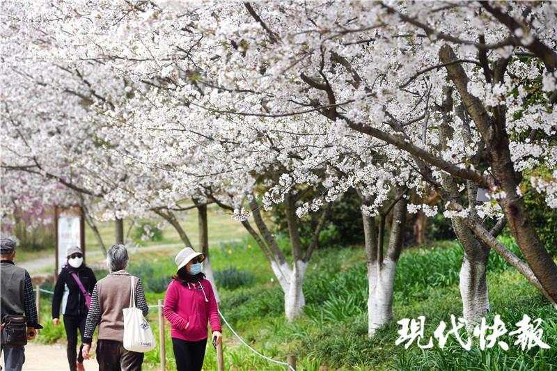 【现代快报】南京中山植物园恢复开放，飘起浪漫“樱花雨”