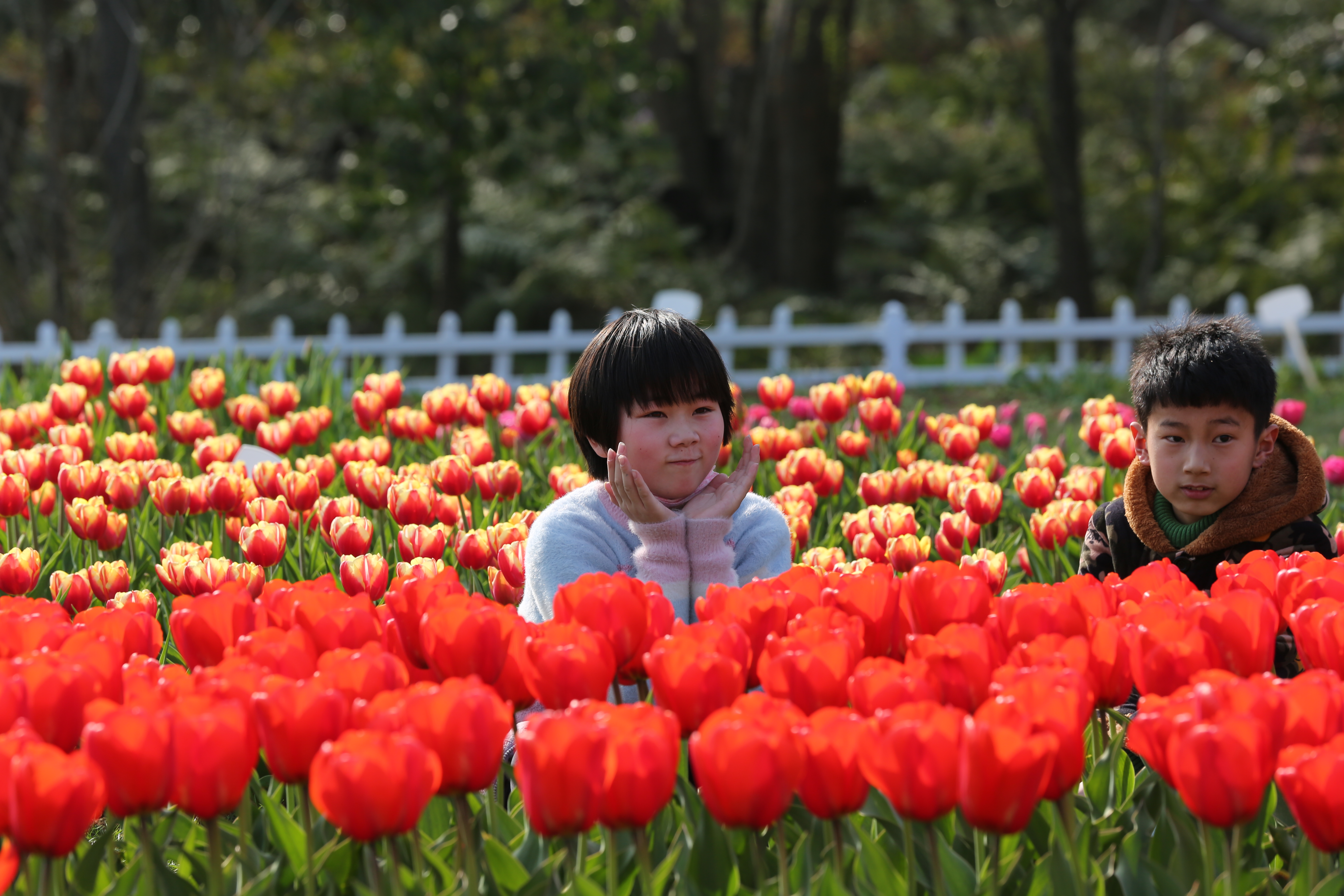 郁金香 (2).JPG