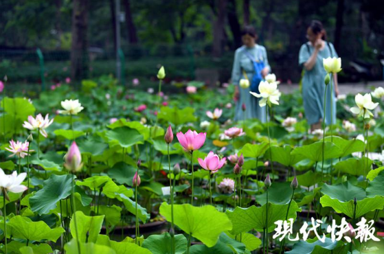 【现代快报】千岁古代莲、重瓣牡丹莲……400余种荷花竞相绽放南京中山植物园