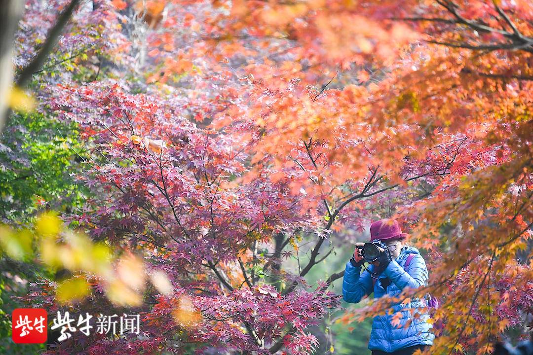 五彩斑斓！南京中山植物园红枫岗美景如画