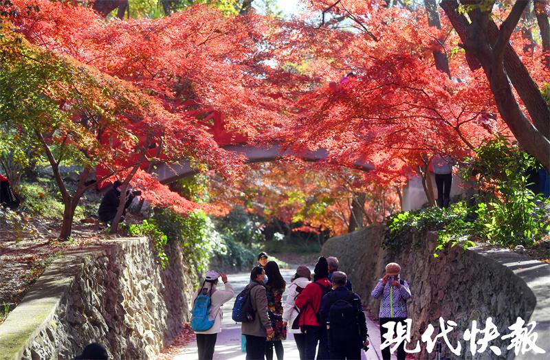 实“红”！南京中山植物园迎来红枫最佳观赏期