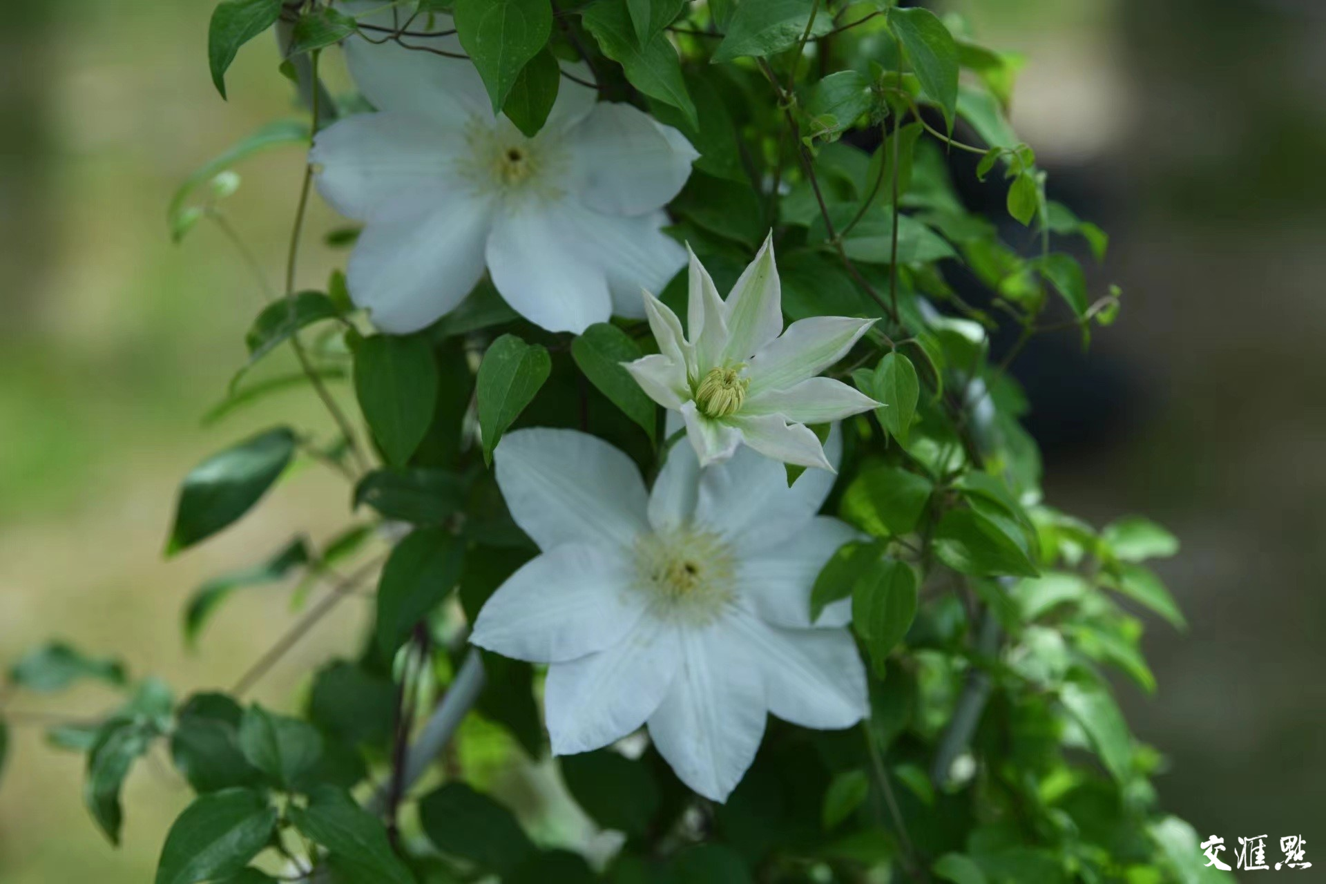 “藤本皇后”铁线莲进入盛花期，快来南京中山植物园感受现实版藤蔓生花