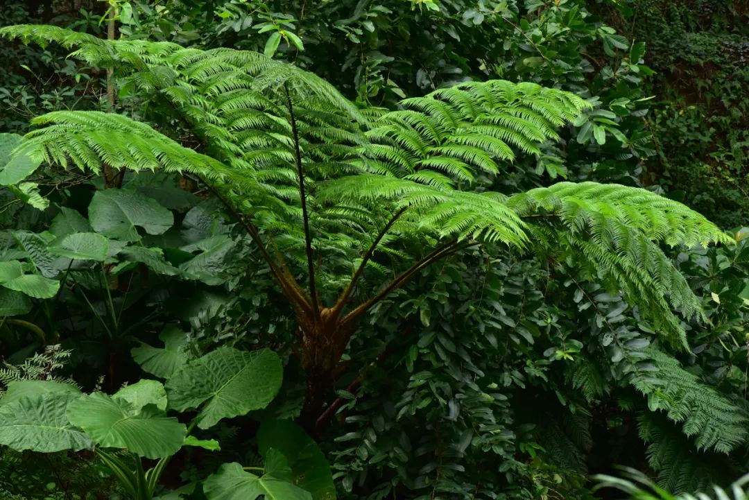 蕨类植物展——认识古老的蕨类植物