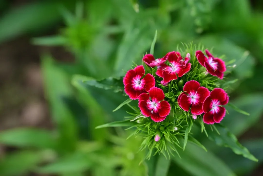 药物园花事