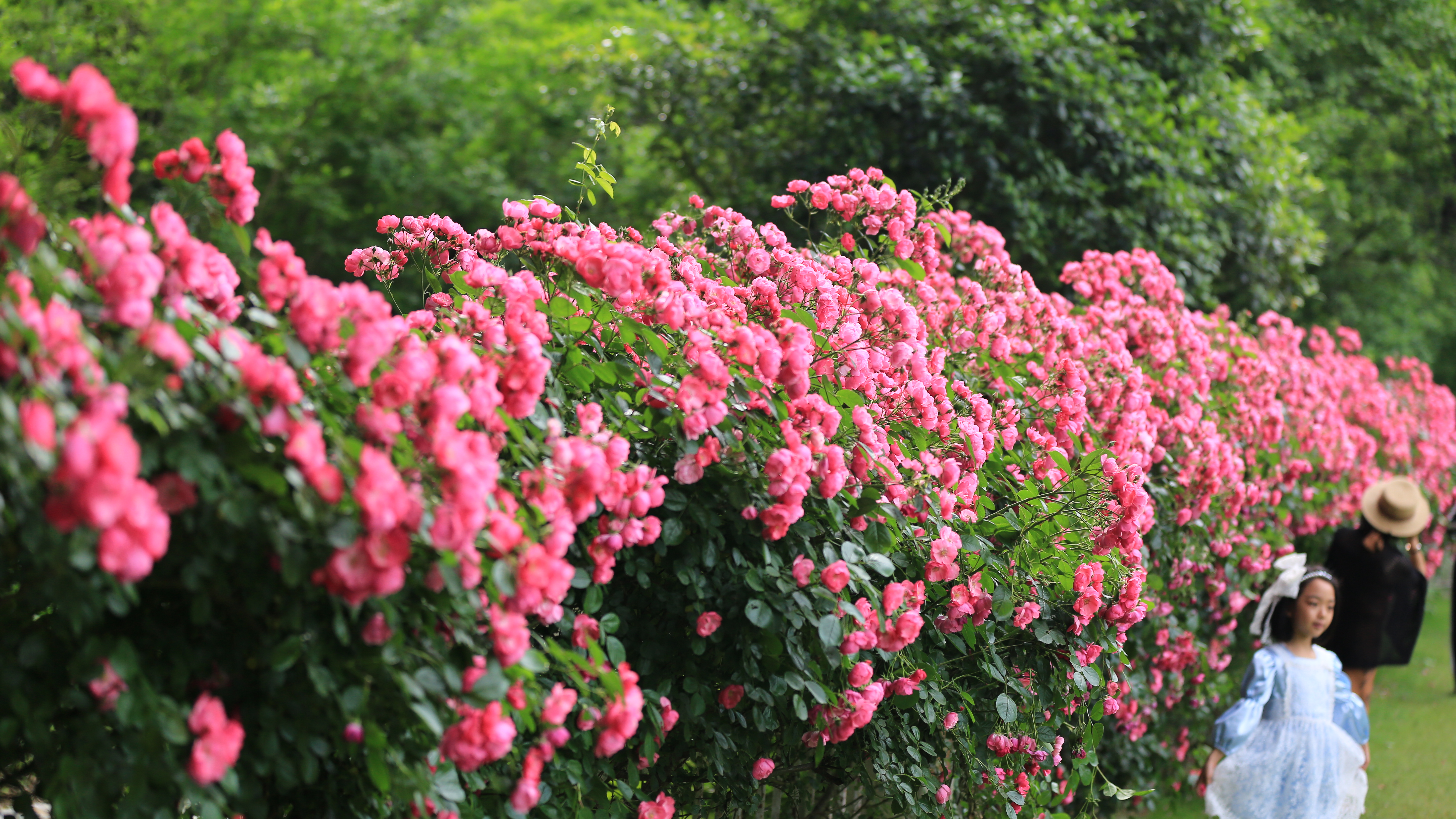 来中山植物园打卡‘安吉拉’月季花墙