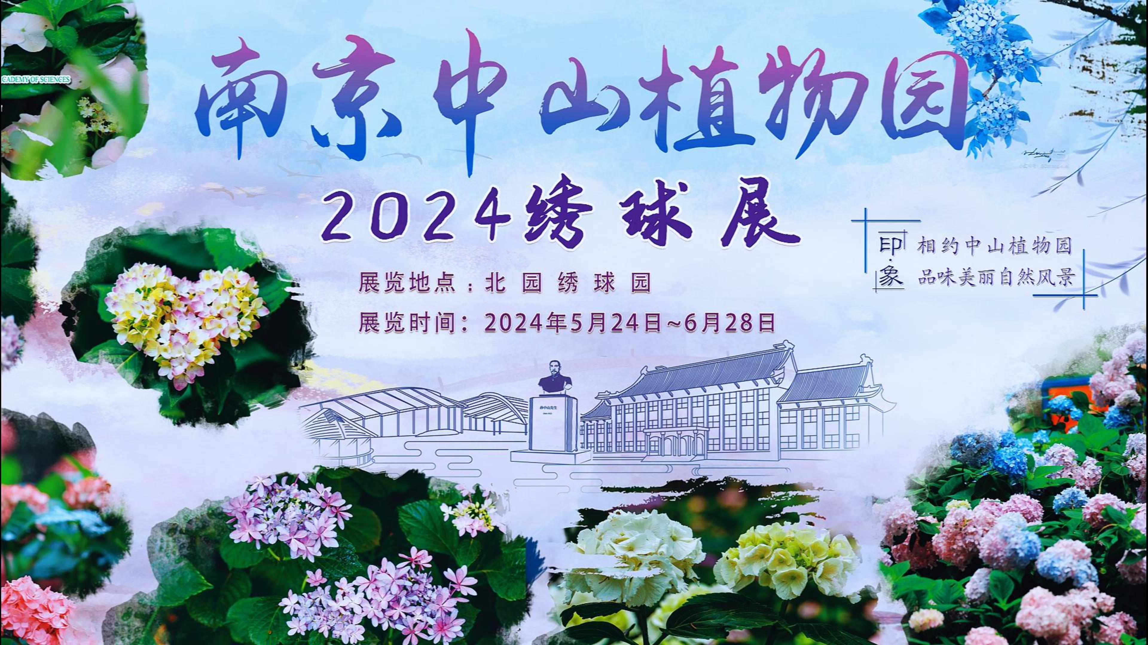 南京中山植物园2024年绣球展
